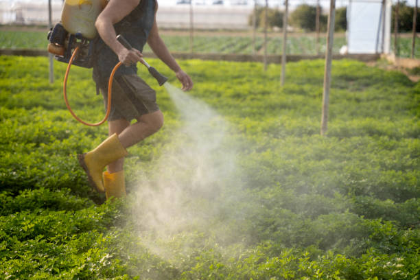 Best Local Pest Control Services  in Caway, AR