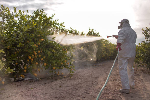 Best Affordable Pest Control Services  in Caway, AR