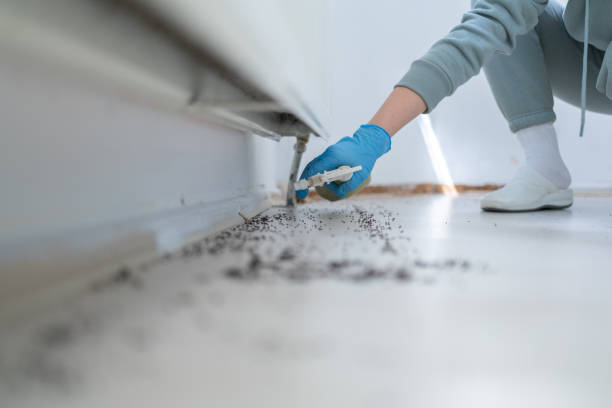 Best Wasp Removal Services  in Caway, AR